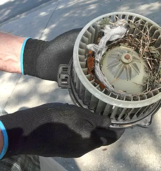 About Air Duct Mice Removal in Horizon City, TX